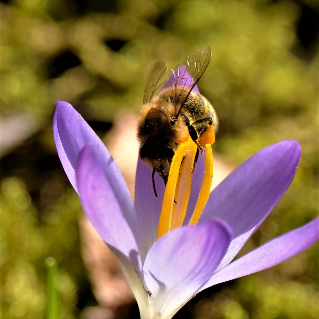 Fleißige Bienen