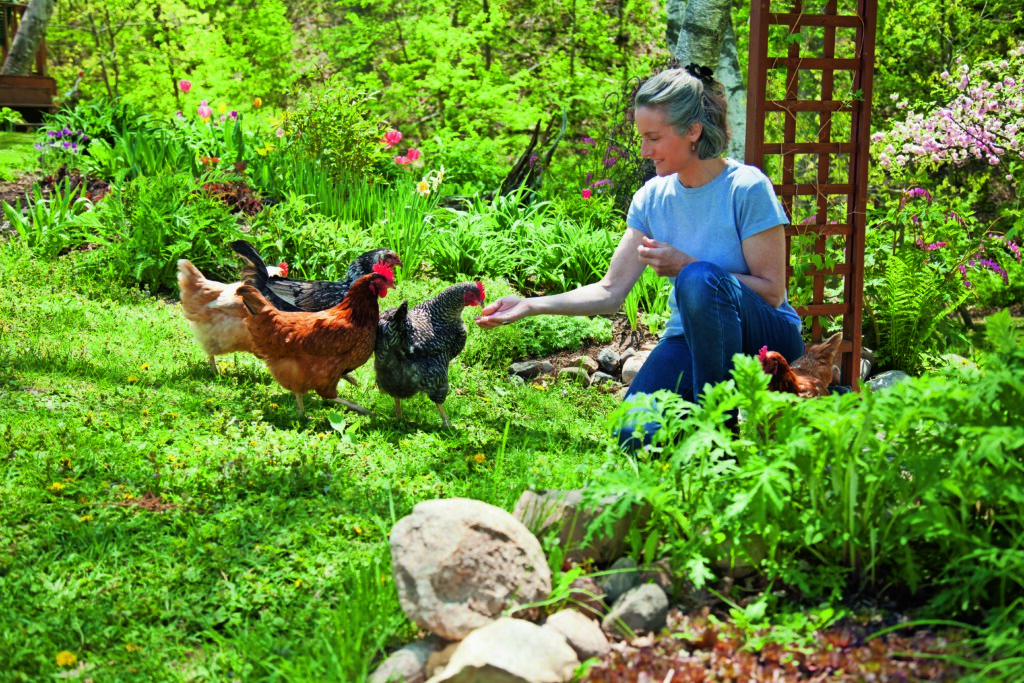 Glückliche Hühner im eigenen Garten